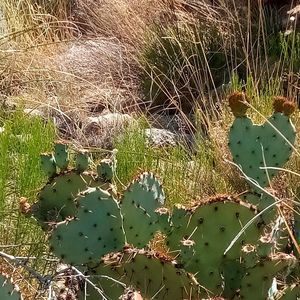 Meet your Posher, Bandele